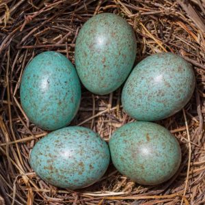 Blue Egg Gene with feathers sample