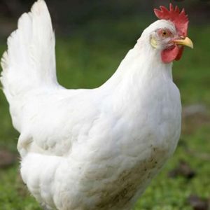 Recessive White Gene (c) in Chickens with feathers sample