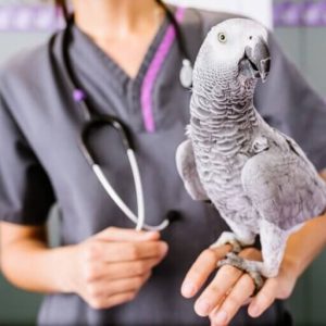 Booking with a vet